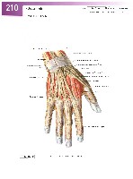 Sobotta Atlas of Human Anatomy  Head,Neck,Upper Limb Volume1 2006, page 217